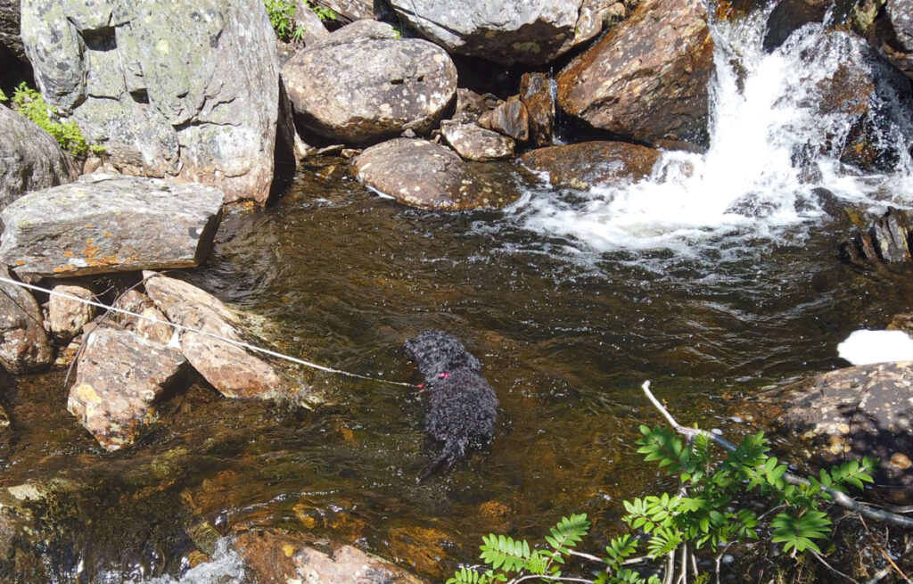 Bilde av Alva som bader i elv.